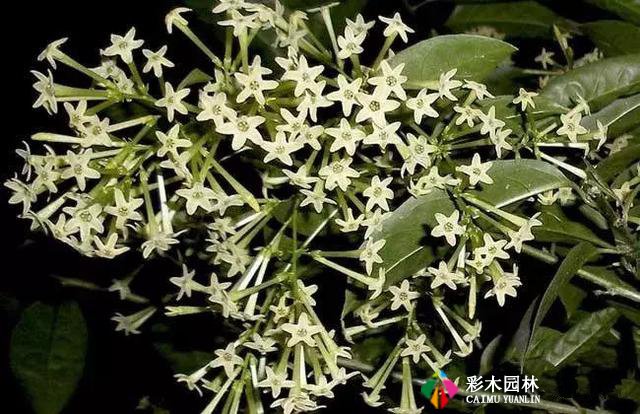 私家花园最实用的驱蚊法,夏天不受蚊的困扰!