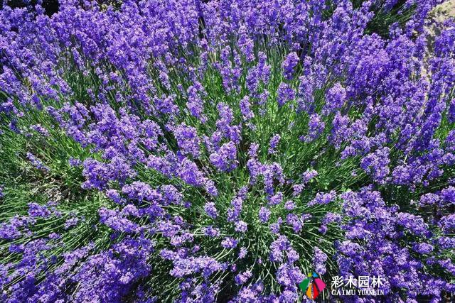 私家花园最实用的驱蚊法,夏天不受蚊的困扰!