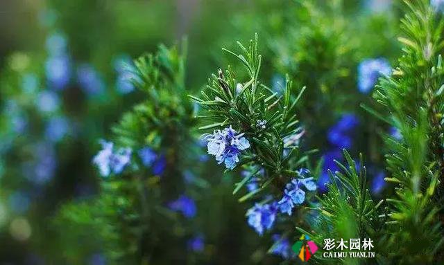 私家花园最实用的驱蚊法,夏天不受蚊的困扰!