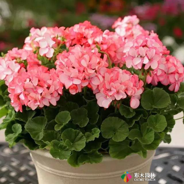 私家花园最实用的驱蚊法,夏天不受蚊的困扰!