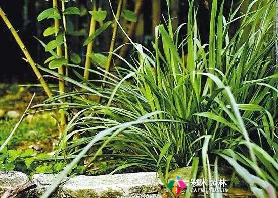 私家花园最实用的驱蚊法,夏天不受蚊的困扰!