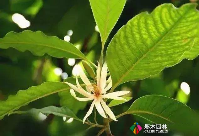 私家花园最实用的驱蚊法,夏天不受蚊的困扰!