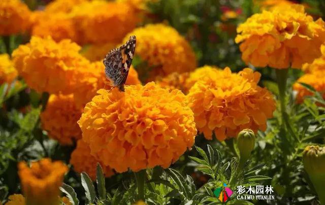 私家花园最实用的驱蚊法,夏天不受蚊的困扰!