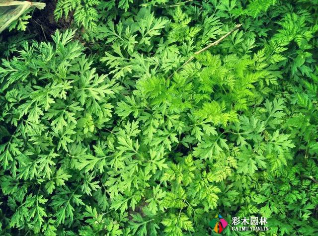 私家花园最实用的驱蚊法,夏天不受蚊的困扰!