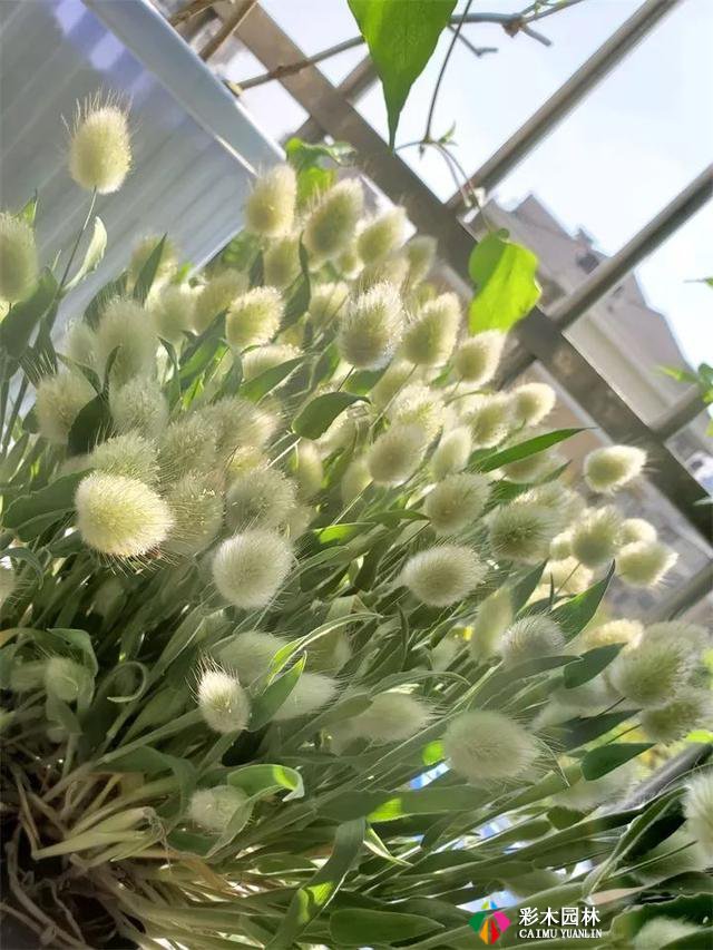 别人家的花园,都流行玩“草”了