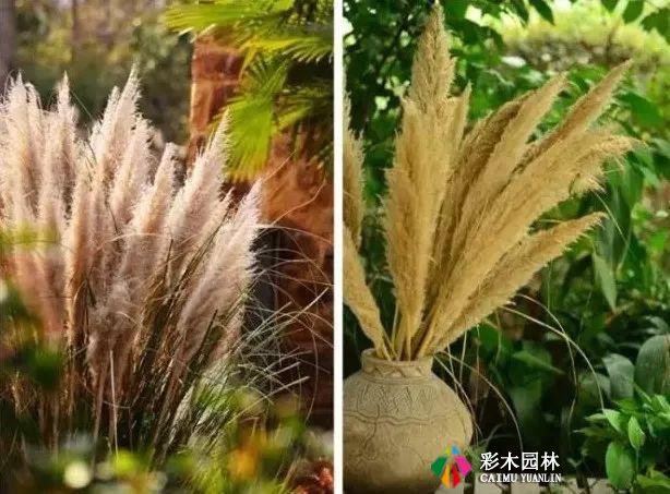 别人家的花园,都流行玩“草”了