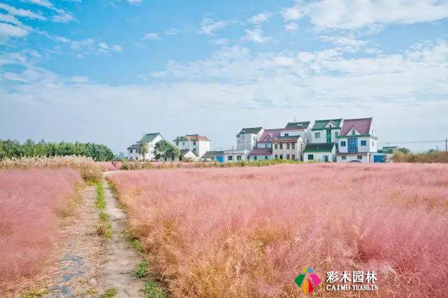 别人家的花园,都流行玩“草”了
