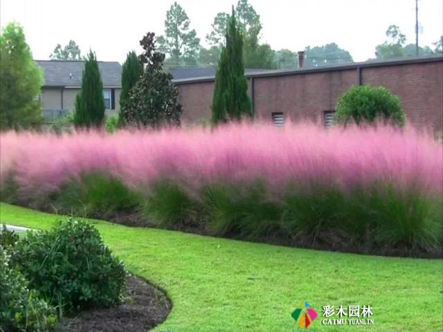 别人家的花园,都流行玩“草”了