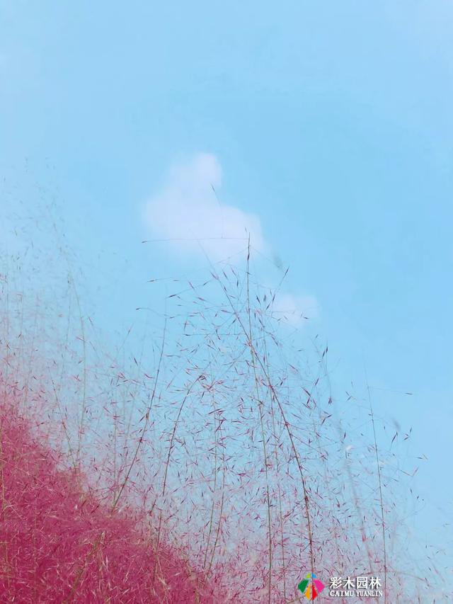 别人家的花园,都流行玩“草”了
