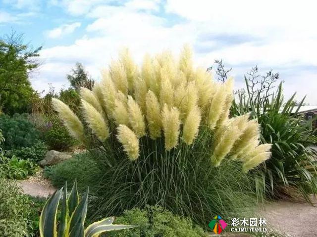 别人家的花园,都流行玩“草”了
