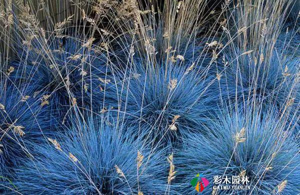 别人家的花园,都流行玩“草”了