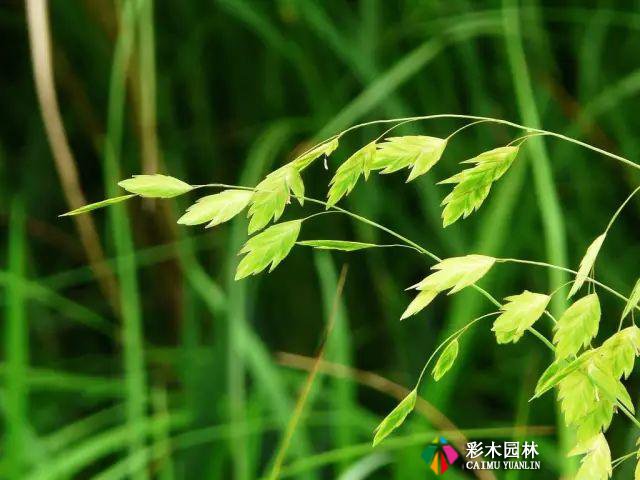 别人家的花园,都流行玩“草”了